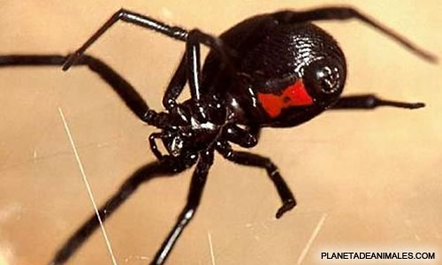 latrdectus mactans